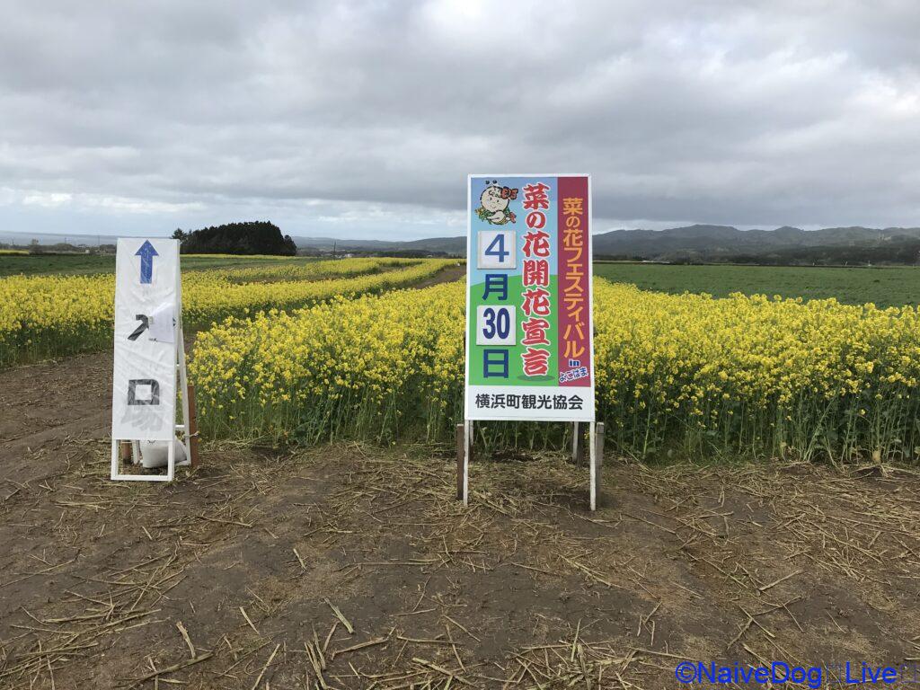 横浜町