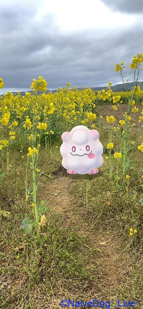 ペロッパフ 菜の花 横浜町