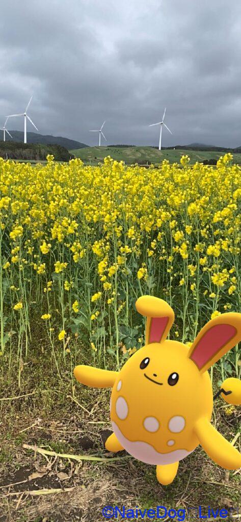 マリルリ 菜の花畑 横浜町