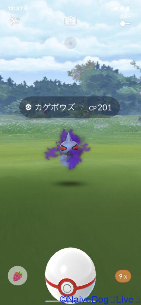 カゲボウズ
