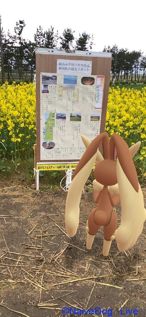 菜の花 ミミロップ