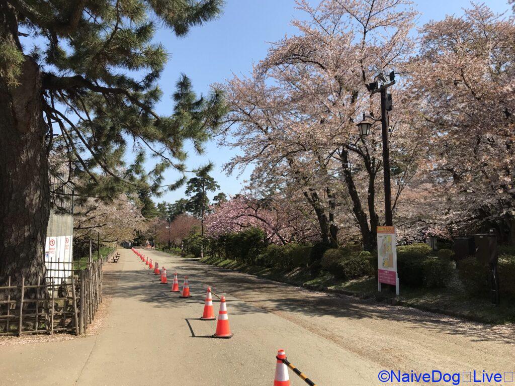 弘前さくらまつり