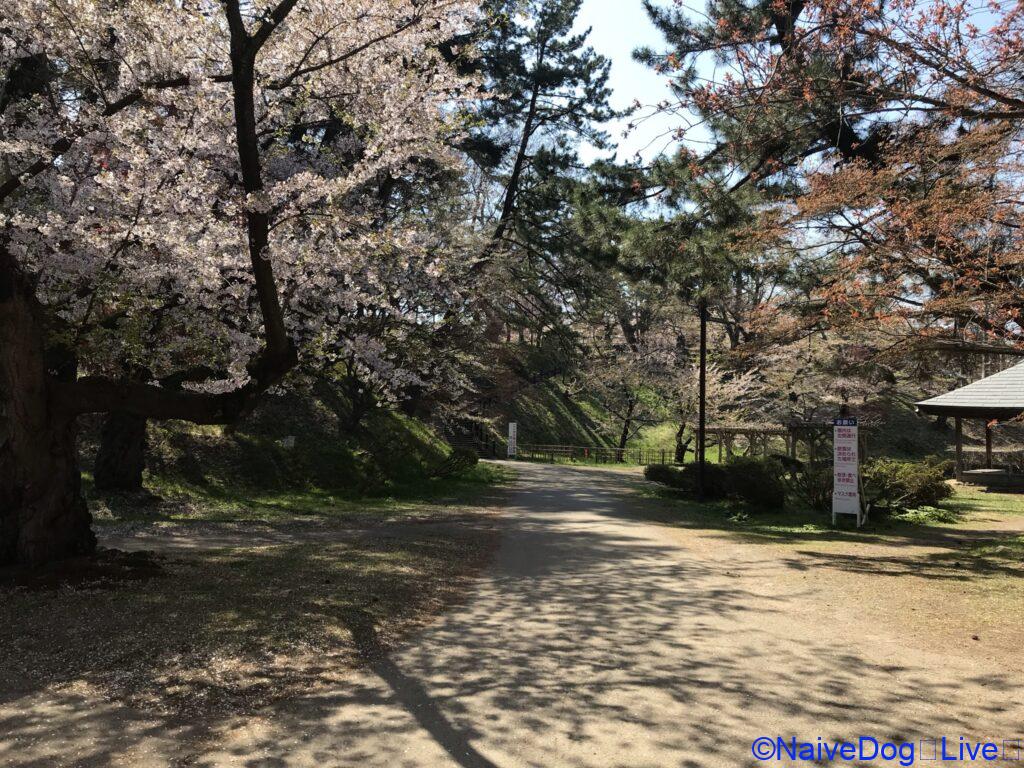 弘前さくらまつり