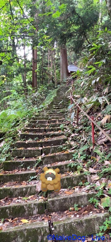 ビッパと階段